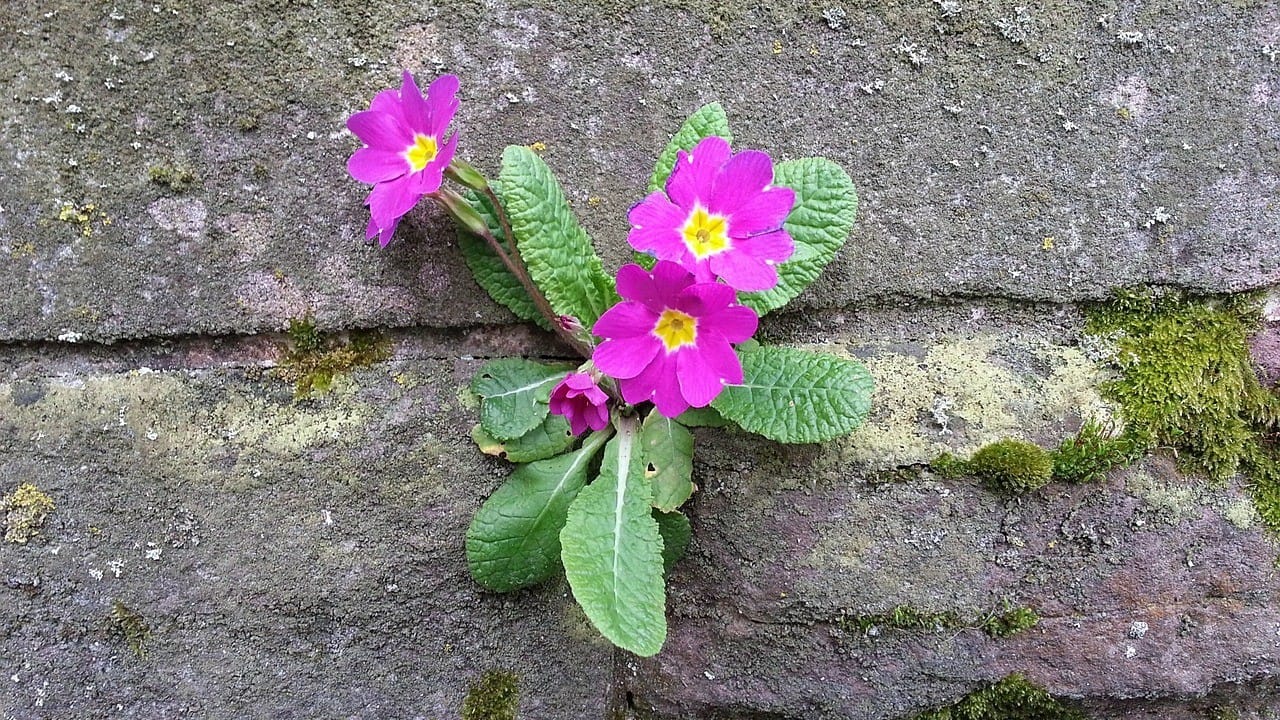 Blommor